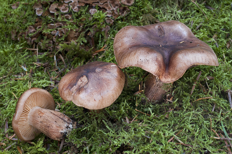 Tricholoma pseudonicticans